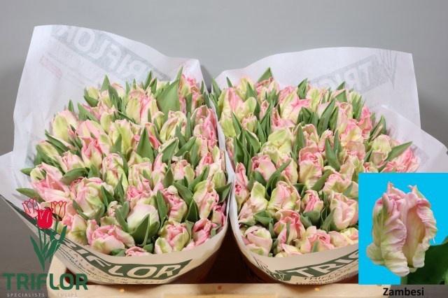 <h4>TU PA ZAMBESI</h4>