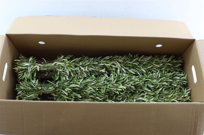 <h4>Wr Olijf Guirlande 80cm ( Anttar )</h4>