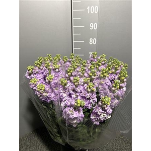 Matth Iron Lavendel