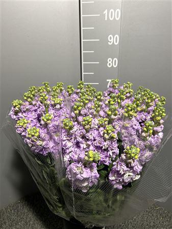<h4>Matth Iron Lavendel</h4>