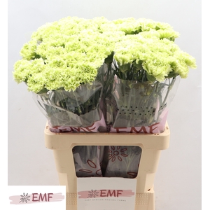 Di St Goblin EMF
