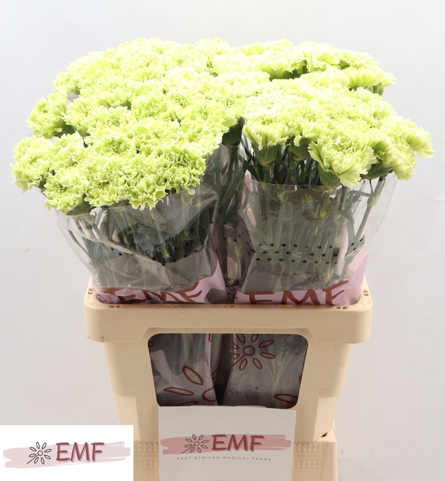<h4>Di St Goblin EMF</h4>