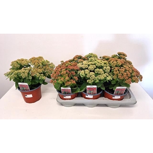 SEDUM HERBSTFREUDE