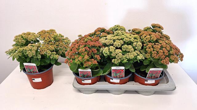 <h4>SEDUM HERBSTFREUDE</h4>