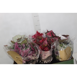 BEGONIA BELEAF P15 PO