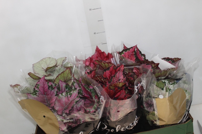 <h4>BEGONIA BELEAF P15 PO</h4>