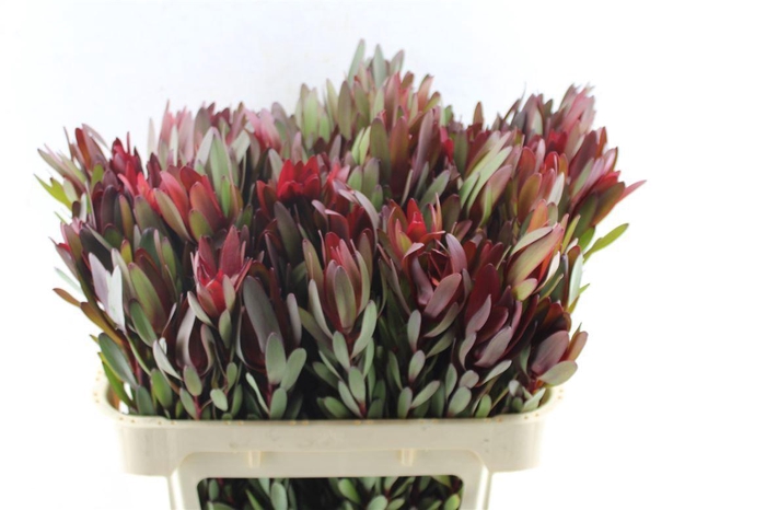 <h4>Leucad Saf Sunset M</h4>