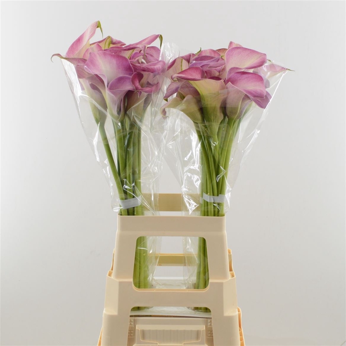 <h4>Calla Denver | Dubbelbloemig</h4>