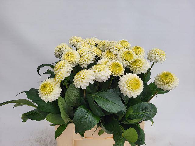 <h4>Dahlia Caro</h4>