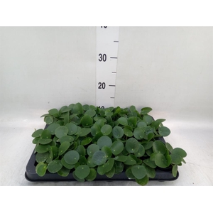 Pilea peperomioides