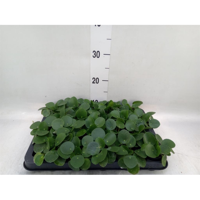 <h4>Pilea peperomioides</h4>