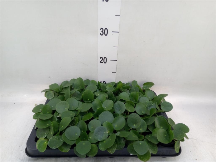 <h4>Pilea peperomioides</h4>