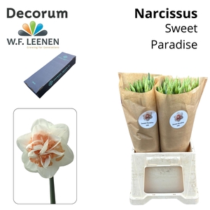 Narcissus Sweet Paradise Small Box 100