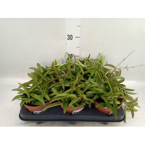 Hoya wayetii
