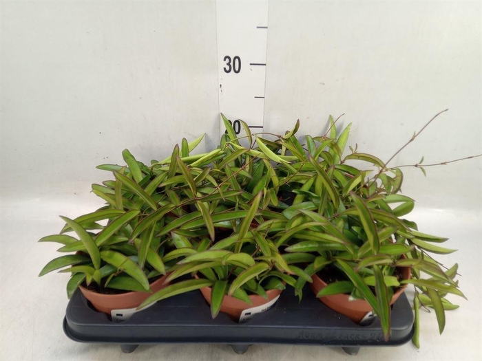 <h4>Hoya wayetii</h4>