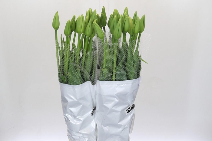<h4>Tulipa (frans) En Maureen Xxl</h4>