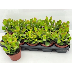 CRASS OVATA