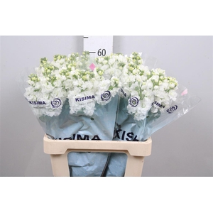 Matth Iron White