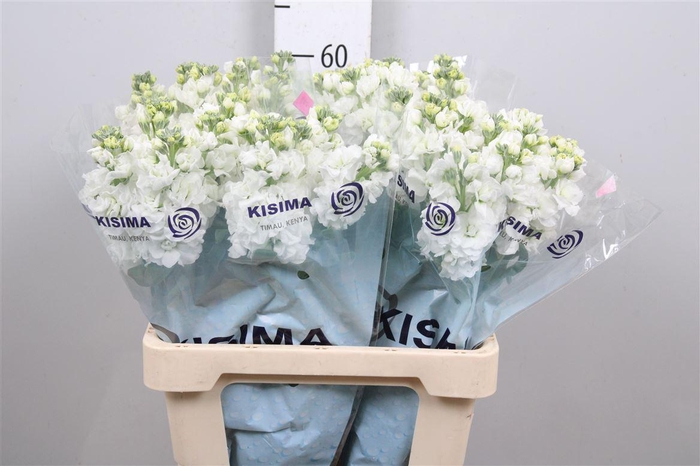 <h4>Matth Iron White</h4>