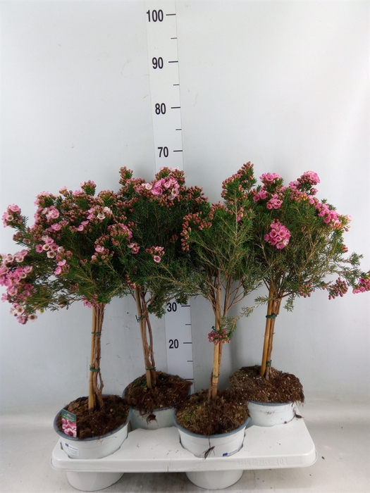 <h4>Chamelaucium  'Sarahs Delight'</h4>