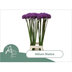 ALLIUM STATOS 90 cm