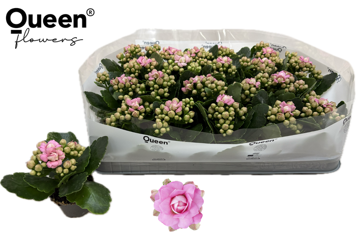 <h4>KAL GE MF LILLIAN</h4>