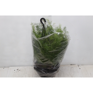 ASPARGO ALFINETE C21
