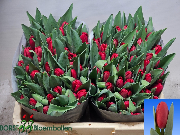 <h4>TU EN LOVE TRAIN</h4>