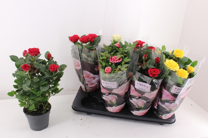 <h4>RO PATHIT GEM 4 SRT</h4>