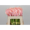 Zantedeschia Eydolls Salmon