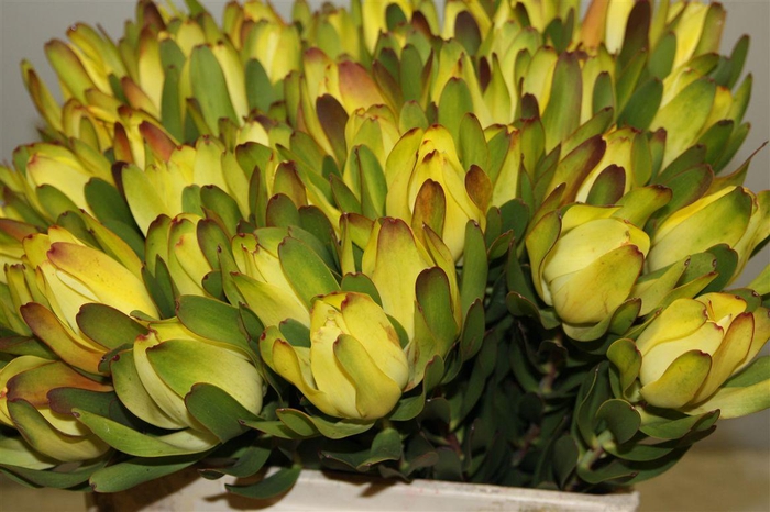 <h4>Leucad Platina</h4>