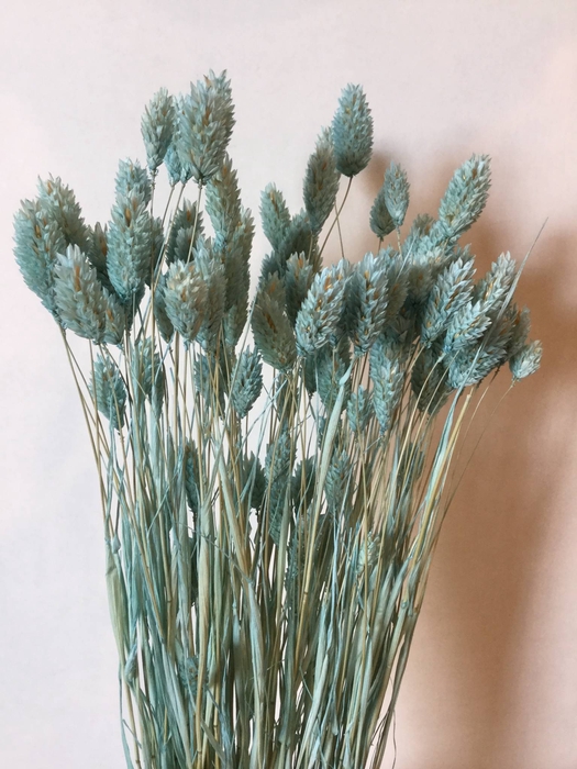 DRIED FLOWERS - PHALARIS CLEAR BLUE 80GR