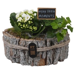 PTIB5254 Arrangementen kamerplanten