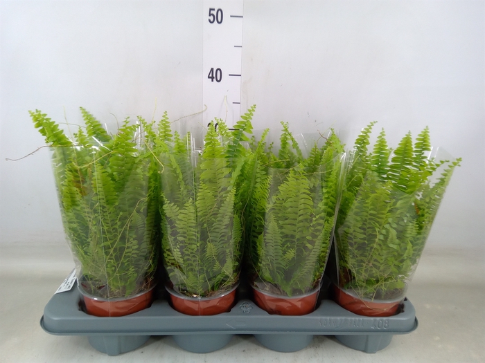 <h4>Nephrolepis exal. 'Green Lady'</h4>