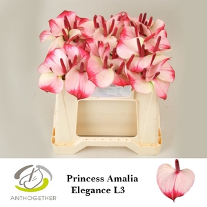 Anthurium Princess Amalia Elegance