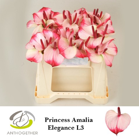 <h4>Anthurium Princess Amalia Elegance</h4>