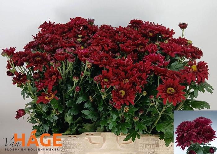 <h4>CHR T SMOKEY</h4>