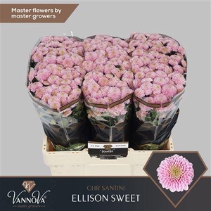 CHR S ELLISON SWEET