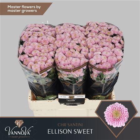 <h4>CHR S ELLISON SWEET</h4>