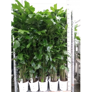 Caryota mitis