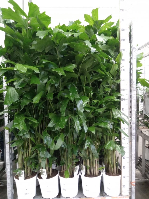 <h4>Caryota mitis</h4>