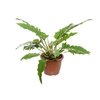 PHILODENDRON NARROW P24
