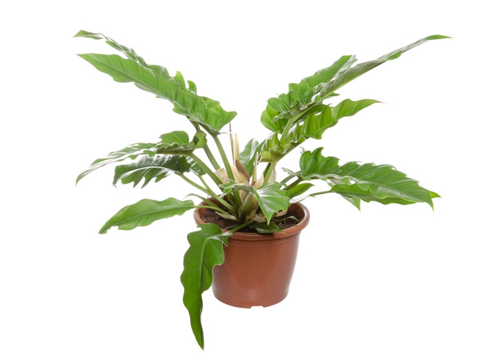 PHILODENDRON NARROW P24