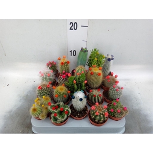 Cactus   ...decorated