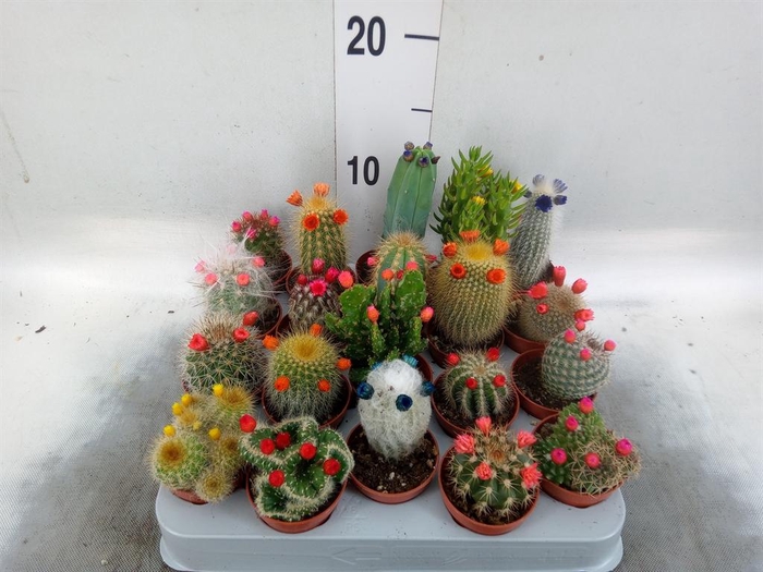 <h4>Cactus   ...decorated</h4>