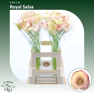 ZANT ROYAL SALSA