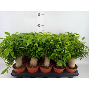 Ficus benja. 'Natasja'