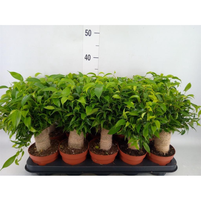 <h4>Ficus benja. 'Natasja'</h4>