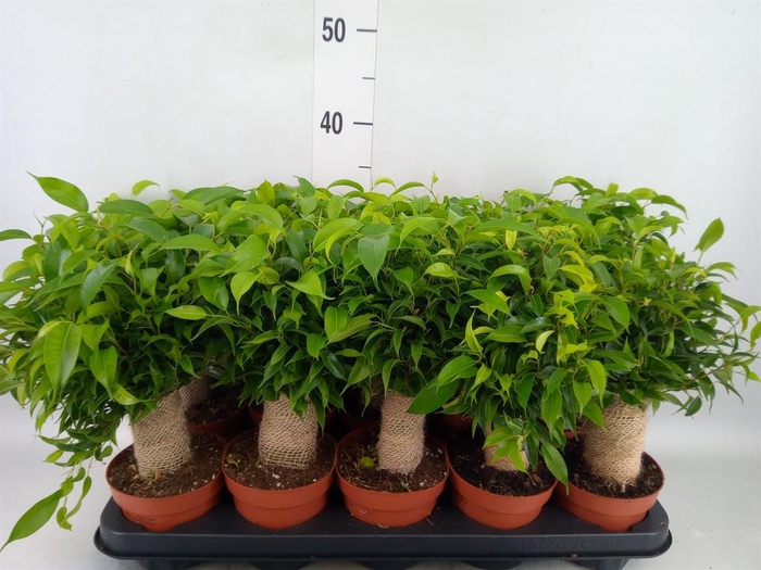 Ficus benja. 'Natasja'