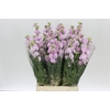 Matthiola Iron Cherry Blossom